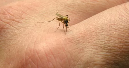 Salgono a cinque i casi sospetti di West Nile: test negativi sulle zanzare