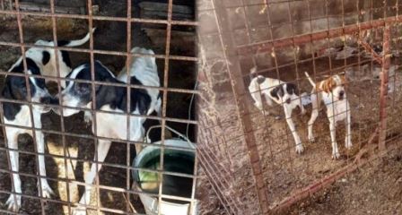Maltrattamento cani, controlli delle Guardie Zoofile