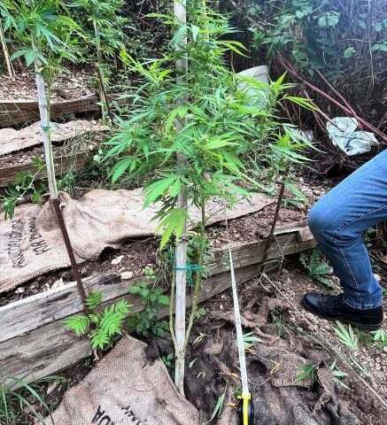 Eboli, trovate piante di marijuana in un terreno agricolo