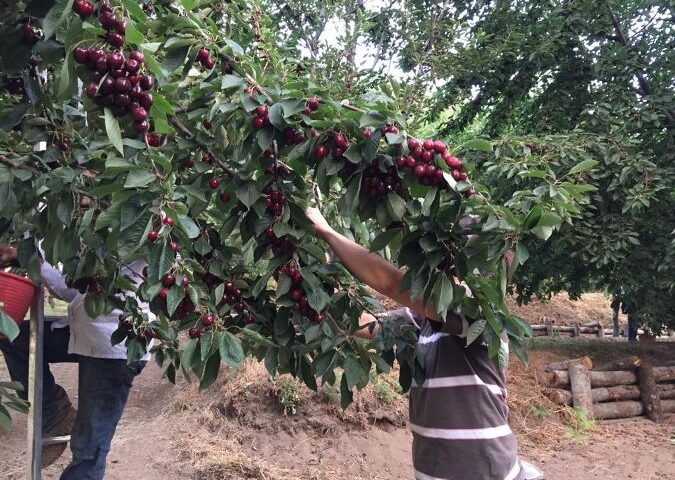 RICONOSCIUTO IL CONSORZIO CILIEGIA DI BRACIGLIANO IGP   