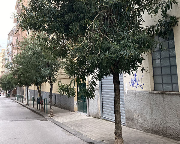 Salerno, diffida per gli alberi in via Fabrizio Pinto