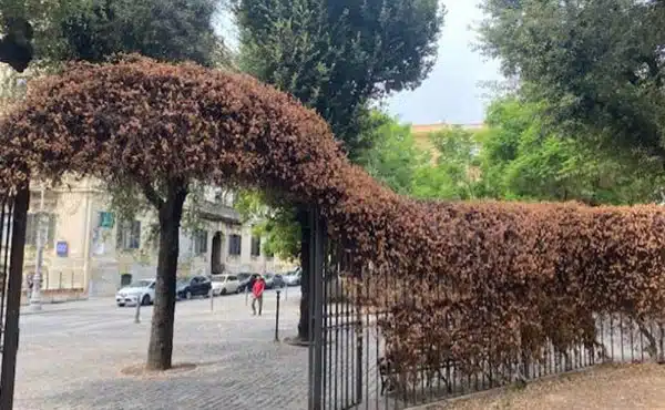 Salerno, caldo e scarsa manutenzione: il verde della Villa Comunale si fa secco
