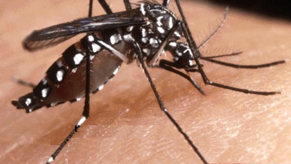 West Nile Virus, un nuovo caso a Campagna ma il sindaco rassicura: “Nessun pericolo”