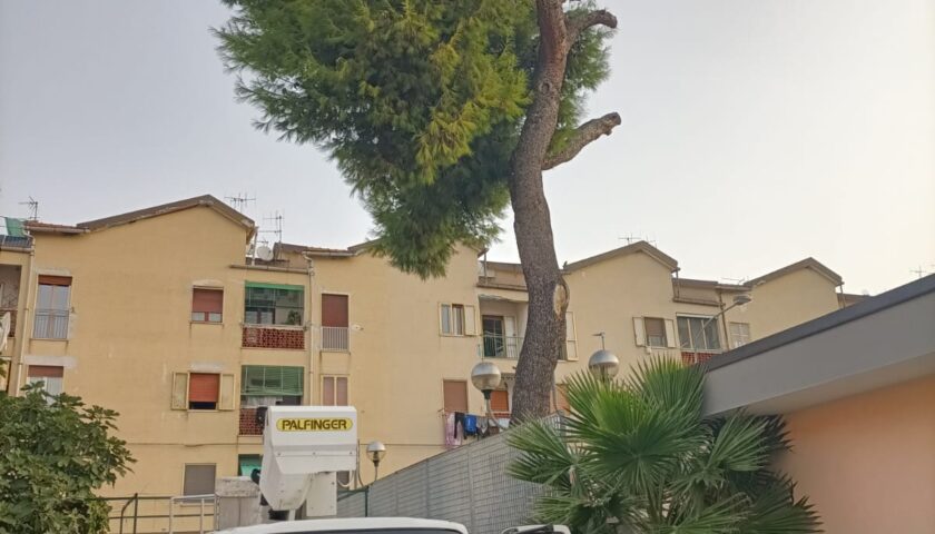 Salerno, abbattimento di alberi pericolosi