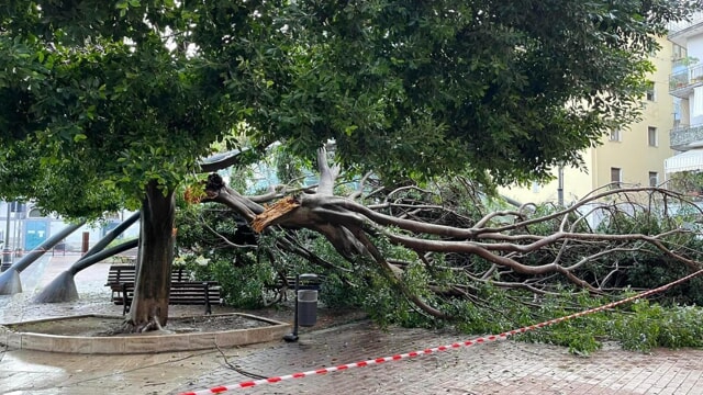 Pontecagnano, albero si spezza in piazza Sabbato
