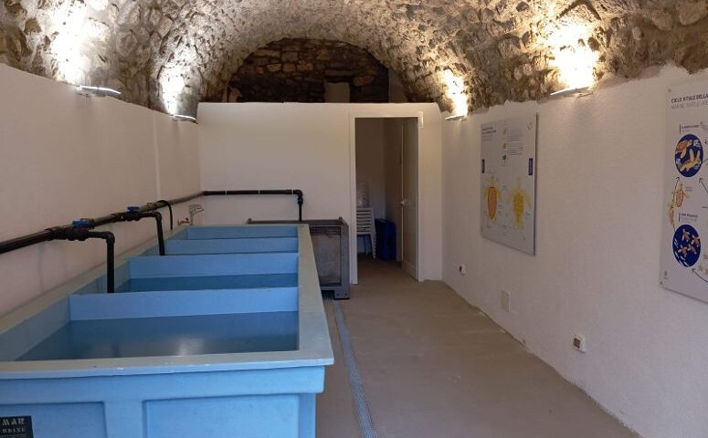 Centro di Primo Soccorso per Tartarughe Marine a Massa Lubrense