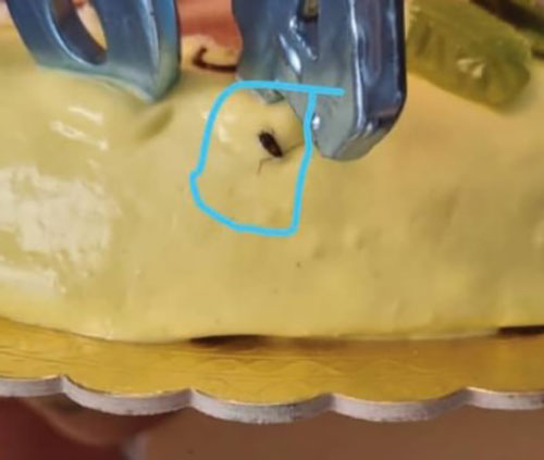 Zona Orientale di Salerno, insetto nella torta per il compleanno: denuncia ai Nas