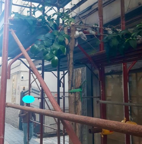 Ditta edile taglia giovani alberi al Carmine, il consigliere Avella: brutalità e cafoneria