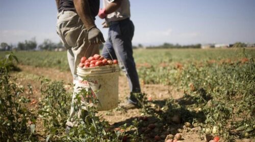 Campania, tavolo regionale di contrasto al Caporalato