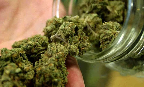Salerno, coltivava marijuana sul balcone a “Casa Manzo”: positivo al narcotest e denunciato