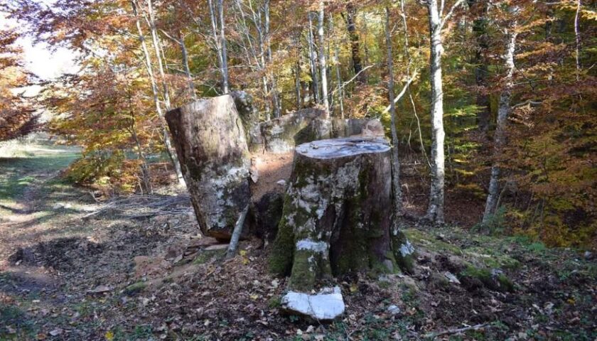 La denuncia degli ambientalisti: strage di alberi nei Picentini