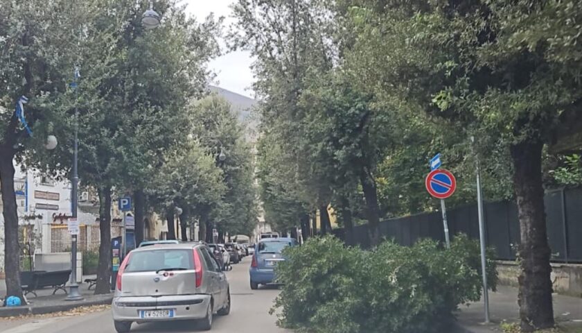 Vento e danni: cade un albero sul Corso ad Angri