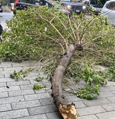 Salerno, ramo si stacca dall’albero e finisce davanti alla fermata dei bus in via Lorenzo Cavaliero