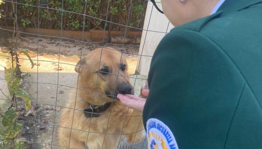 Santa Maria di Castellabate, trovati cani senza microchip e in condizioni igieniche precarie
