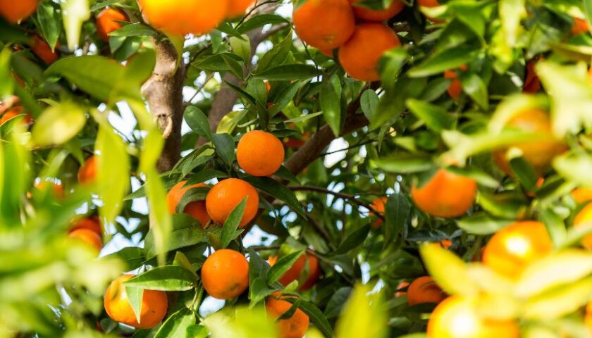 Clementine della Piana del Sele e mandarini tardivi: in Campania sarà una primavera al profumo di agrumi