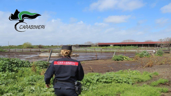 Capaccio Paestum, sversamenti illeciti di reflui: nei guai due aziende bufaline