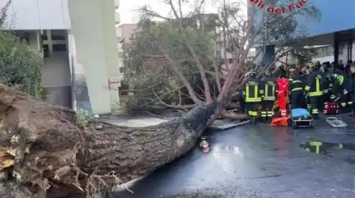 Crollo albero all’Università di Salerno, chiusura indagini per 3 persone Crollo albero all’Università di Salerno, chiusura indagini per 3 persone