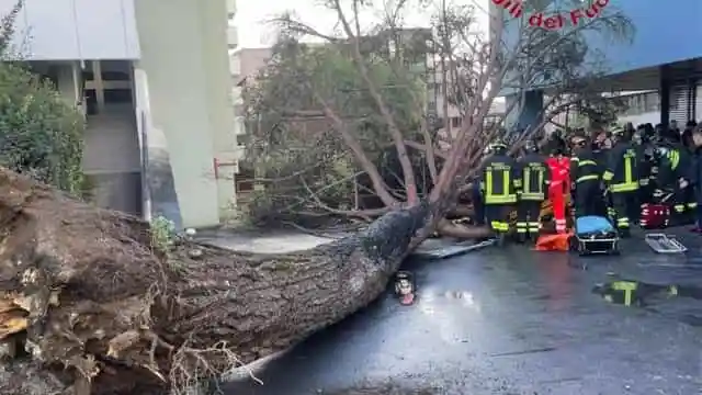 Albero crollato all’Università, fuori la ditta che si occupava di manutenzione del verde
