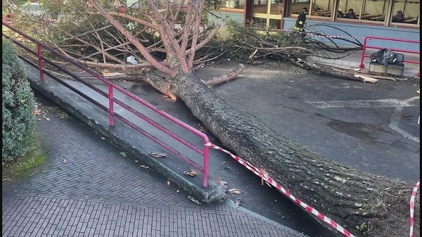 Albero caduto all’università, il giallo dell’allerta meteo