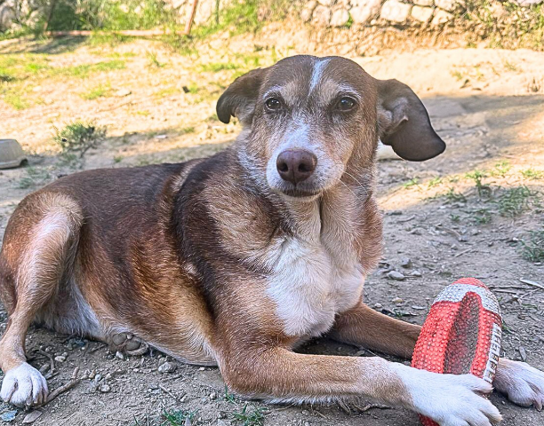Campania: a Natale diventa famiglia per gli animali anziani e malati dei rifugi LNDC