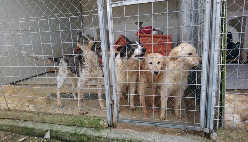 Proprietaria di 360 cani: donna di Cava de’ Tirreni denunciata per traffico di animali