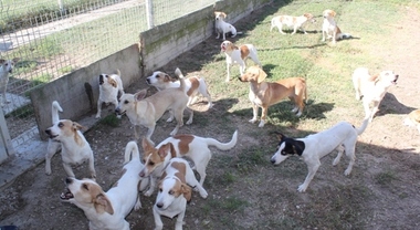Caselle in Pittari, 5 cani morti: si sospetta l’avvelenamento