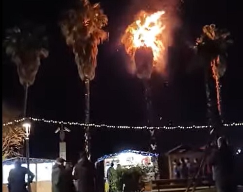 Salerno, palma a fuoco sul lungomare