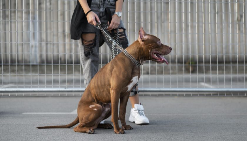 GLI ANIMALI AMICI DELL’UOMO POSSONO DIVENTARE UN PERICOLO MORTALE