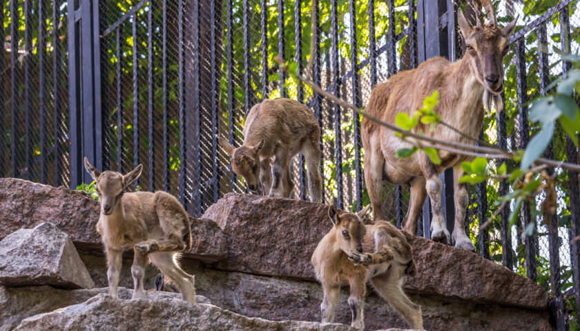 GLI ANIMALI NON SONO OGGETTI MA ESSERI MERITEVOLI DI RISPETTO ED ATTENZIONE!
