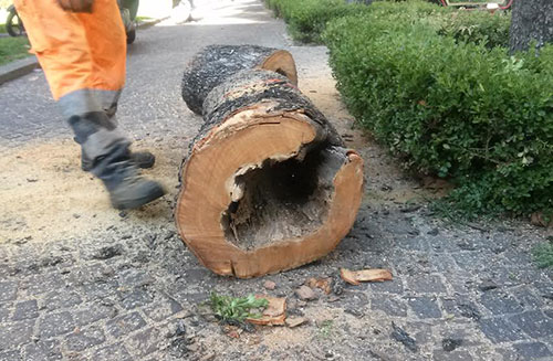 Capezzano, abbattuti alberi sani: polemiche tra i residenti, il sindaco rassicura