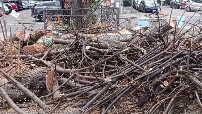 Salerno, pini abbattuti al Parco Arbostella: “Ora subito nuovi alberi”