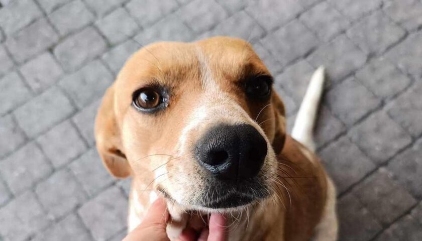 Storia a lieto fine per Blanco, il cane bruciato con l’olio a Sala Consilina: ora sta bene