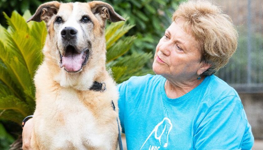 Salerno, Campagna Lndc e Nutrix Più: fino al 31 gennaio cibo gratis per chi adotta un cane o gatto anziano