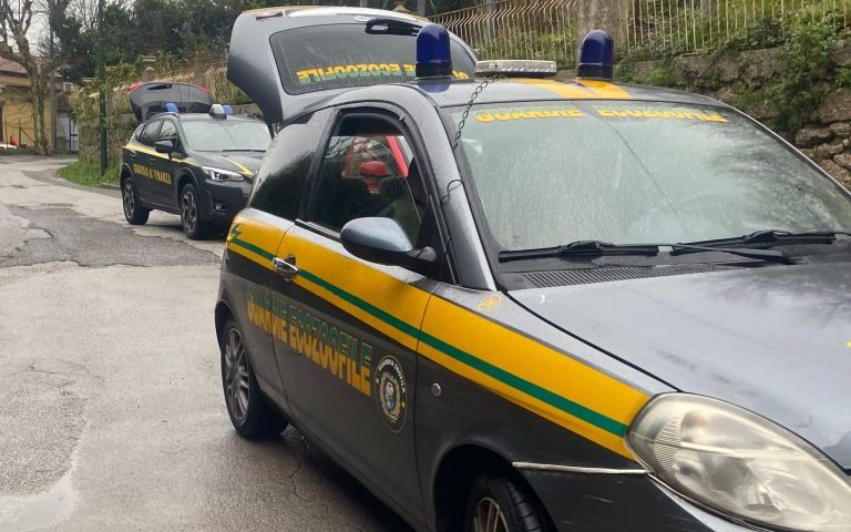Cava de’ Tirreni: gatto salvato da guardie zoofile e Guardia di Finanza