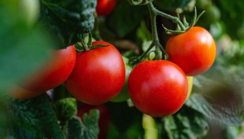 Vicenda Dazi, la provincia di Salerno la più colpita della Campania