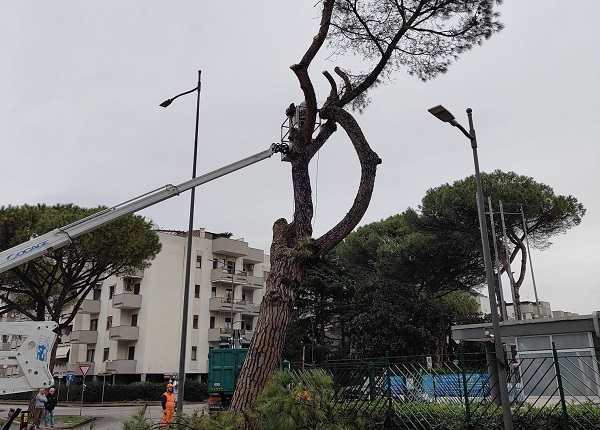 Salerno, abbattimento pini al Parco Arbostella: sabato protesta di cittadini e ambientalisti