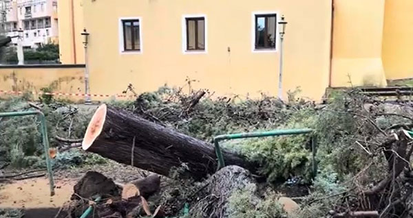 Albero crollato a Santa Margherita, Di Popolo: “Va rimosso il funzionario del verde pubblico”