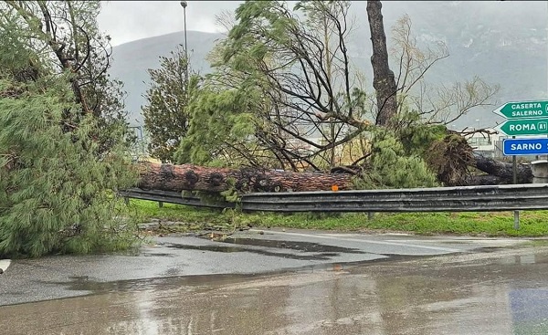Maltempo, paura a Sarno: albero cade nei pressi dell’autostrada