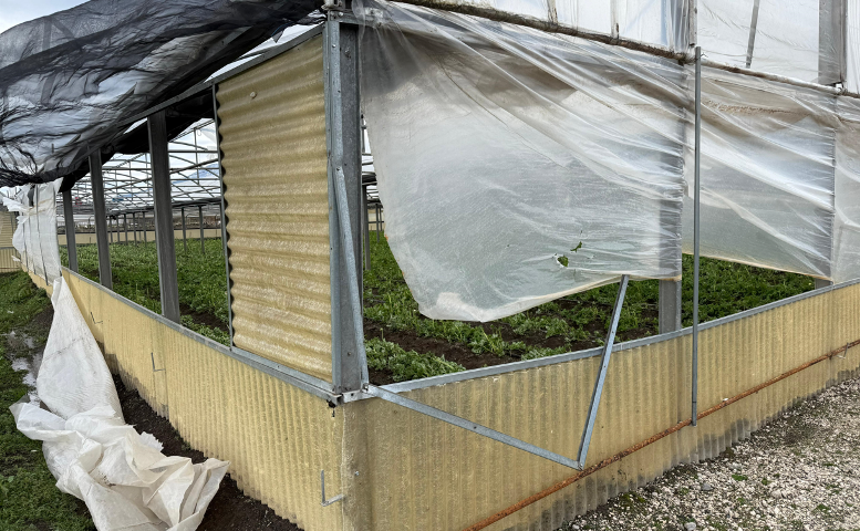 FLOROVIVAISMO DELL’AGRO NOCERINO SARNESE IN GINOCCHIO: GRAVI PERDITE NELLA PRODUZIONE DI RANUNCOLI CLONI