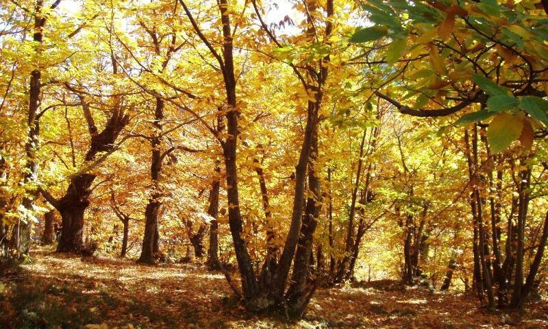 ENTRA NEL VIVO IL PROGETTO MONTAGNA PRODUTTIVA  “LA GESTIONE DEI CASTAGNETI NELLE TERRE CIVICHE