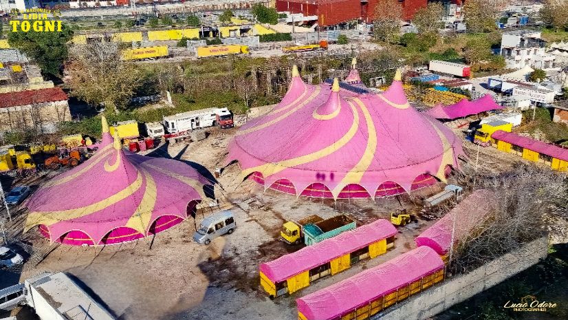 Mettono in fuga cammello del Circo, l’animale poi muore: solidarietà a Lidia Togni
