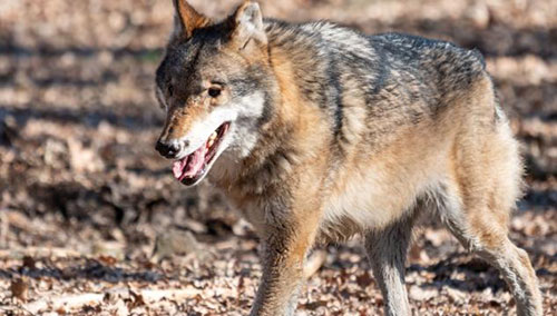 Cilento, il Codacons: gravi danni da lupi e cinghiali, allevatori disperati
