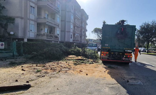 Salerno, alberi abbattuti al parco Arbostella: mobilitazione degli ambientalisti e  raccolta firme
