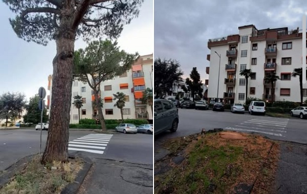 Abbattimento pini a Salerno, Europa Verde: “Da Parco Arbostella a Desert…stella”