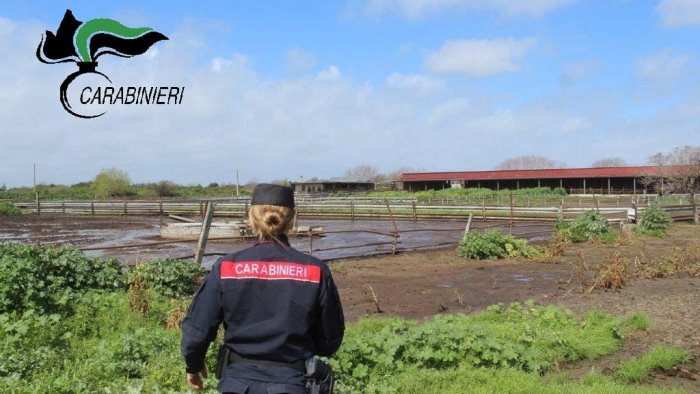 Smaltimento illecito di rifiuti: sequestrata azienda zootecnica