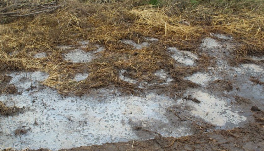 Eboli, sequestrata un’azienda zootecnica per smaltimento illecito di liquami