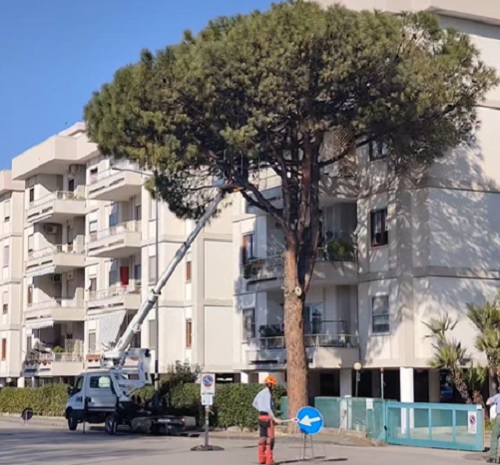 Salerno, abbattimento alberi al parco Arbostella: i Verdi chiedono le dimissioni dell’assessore