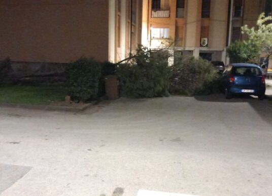 Nocera, cade albero nel rione Calenda
