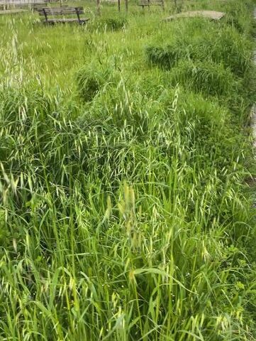 Cava de’ Tirreni, Senatore (Prima Cava): “La villetta di San Cesareo ormai è una foresta pluviale!”