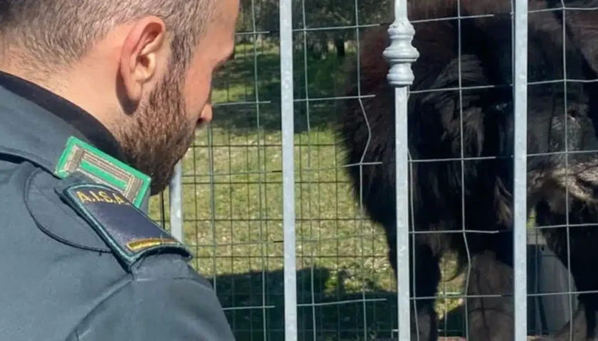 Cani maltrattati e rinchiusi in cucce fatiscenti: tre denunce nel Vallo di Diano